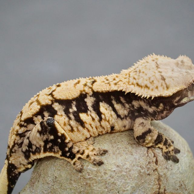 노멀 트라이 드리피 화이트포트홀