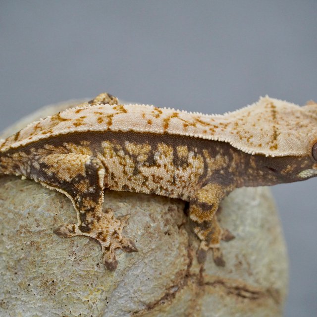 노멀 트라이 화이트스팟