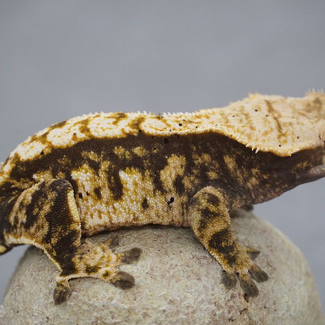 트라이