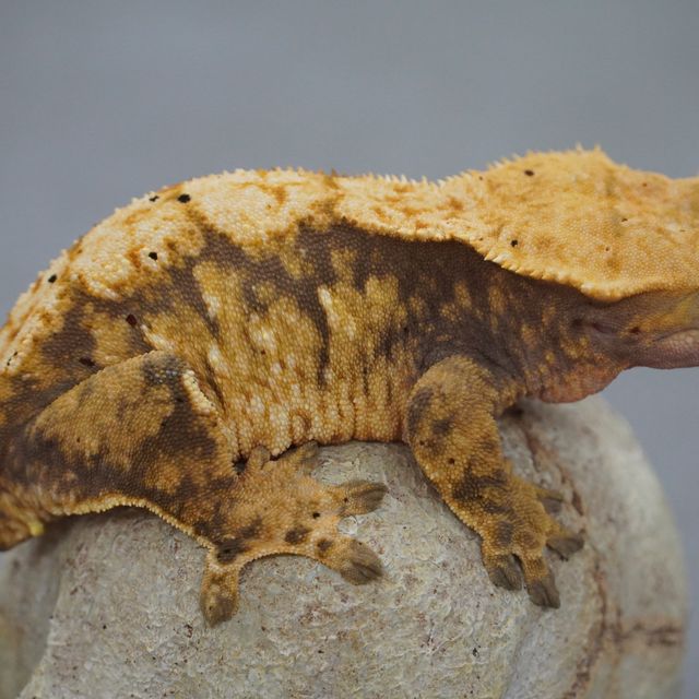 트라이