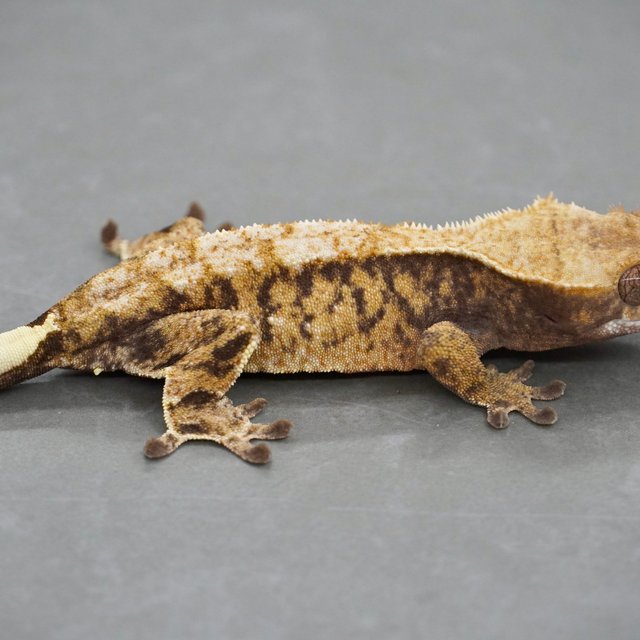 카푸치노 드리피 화이트스팟