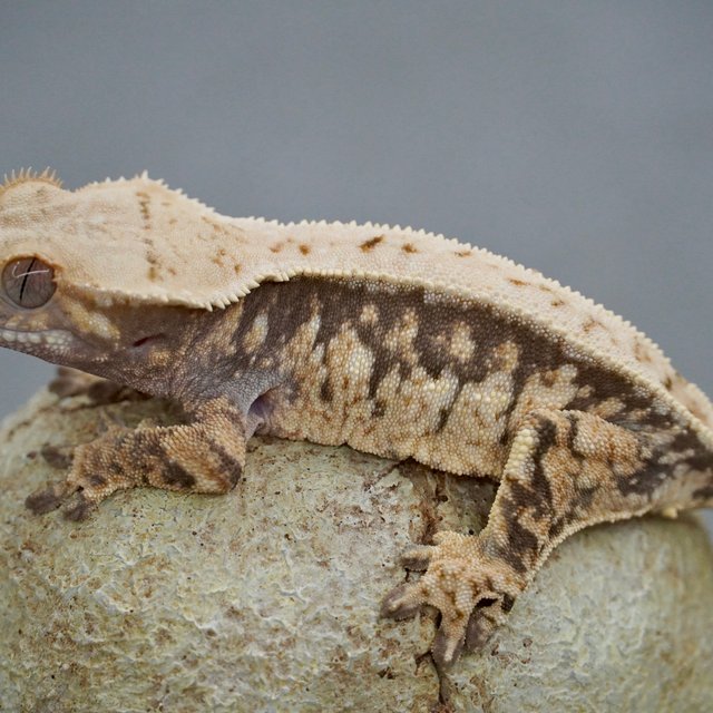 노멀 트라이 드리피