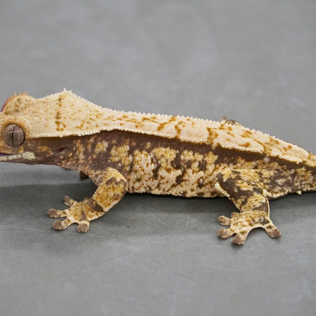 노멀 트라이 화이트스팟