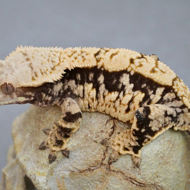 노멀 트라이 드리피 화이트포트홀