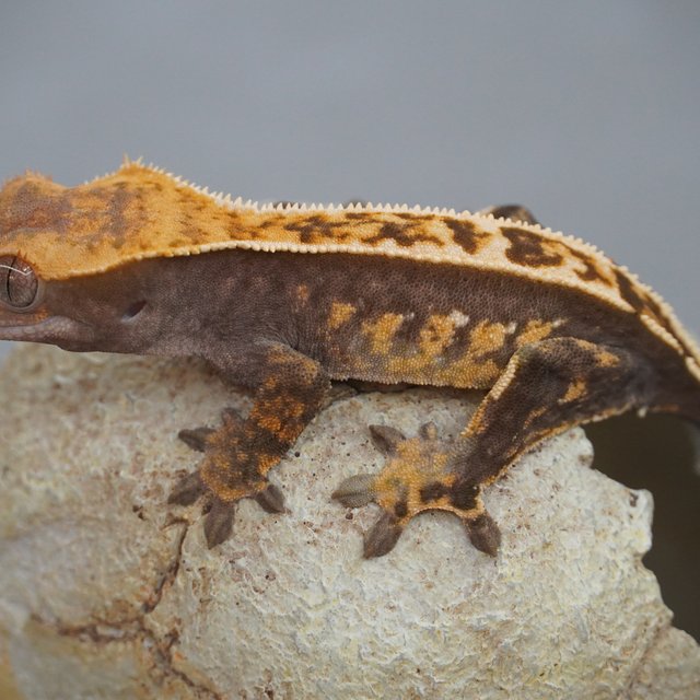 노멀 화이트스팟 풀핀 다크