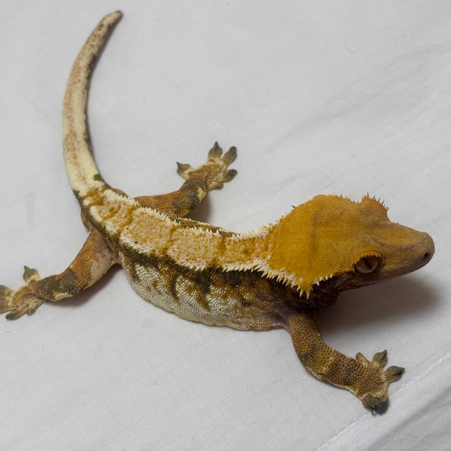 익스트림할리퀸 할리퀸