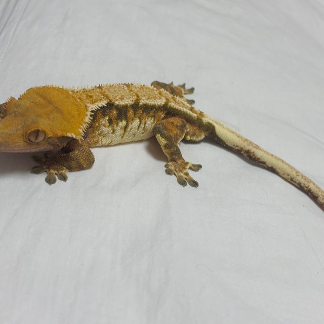 익스트림할리퀸 할리퀸