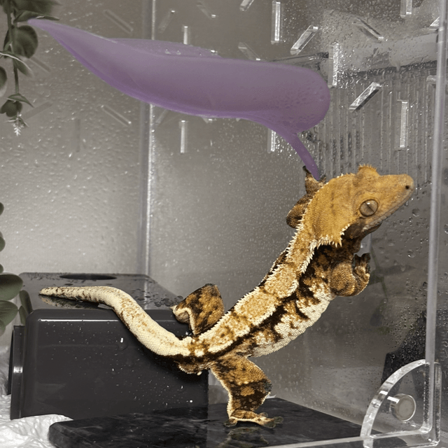 익스트림할리퀸 할리퀸