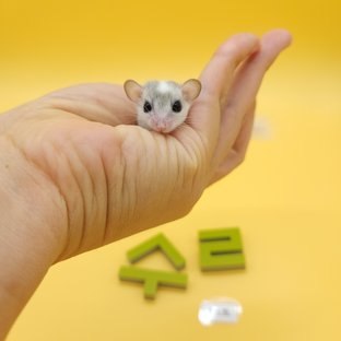 달마시안