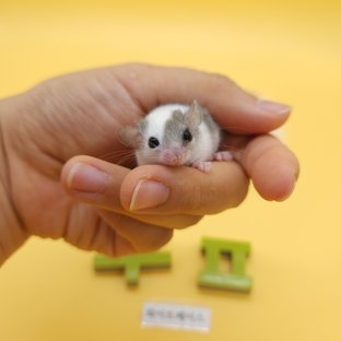 화이트 페이스