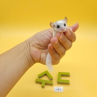 그레이