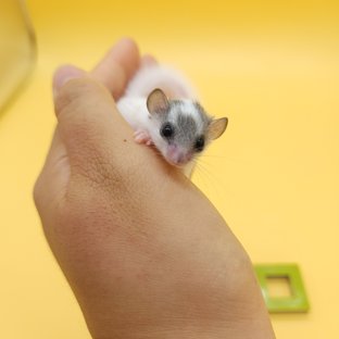 달마시안