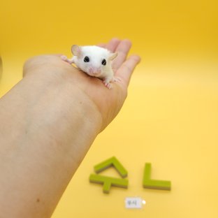 루시스틱