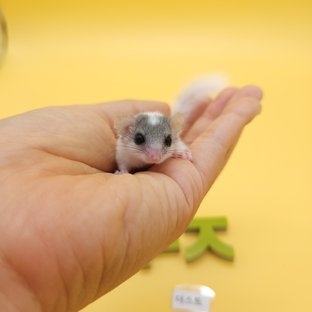 달마시안