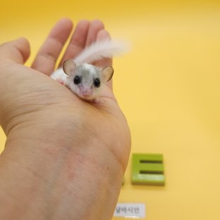 달마시안