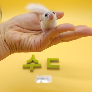 하이 화이트