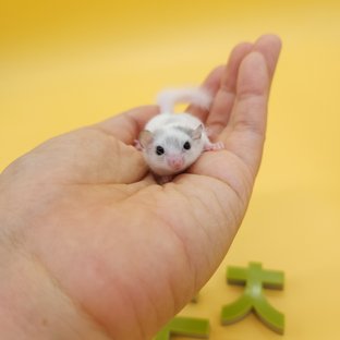 달마시안