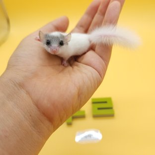 달마시안