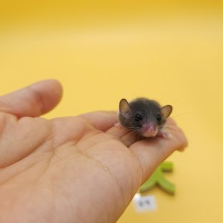 블랙
