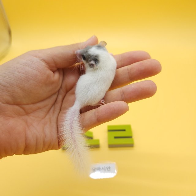 달마시안