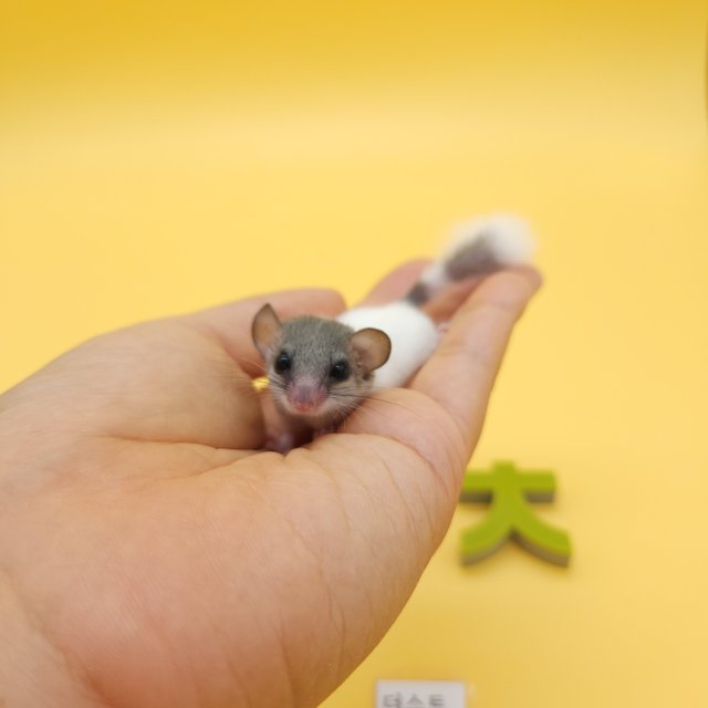 노말