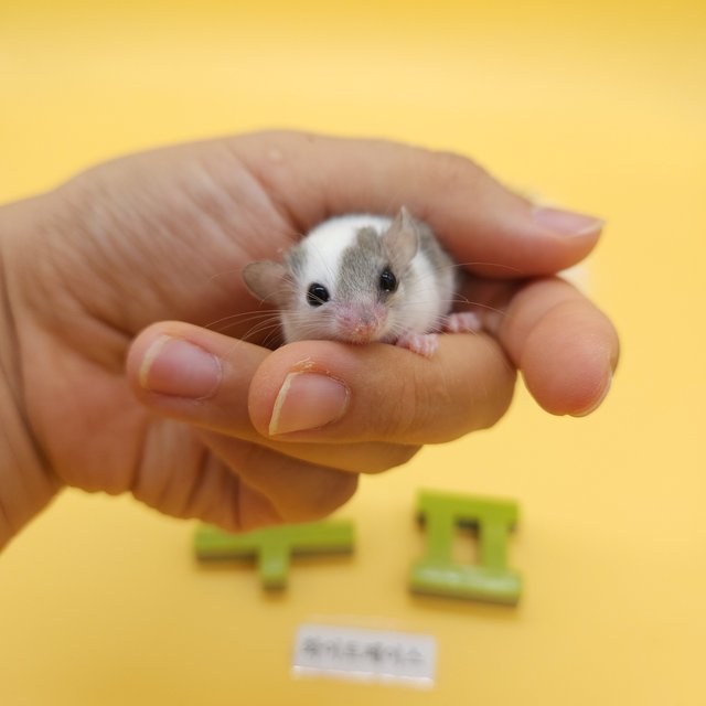 화이트 페이스