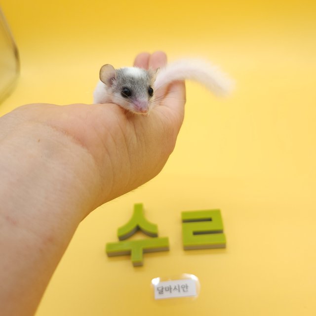 달마시안