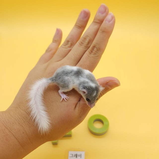 그레이