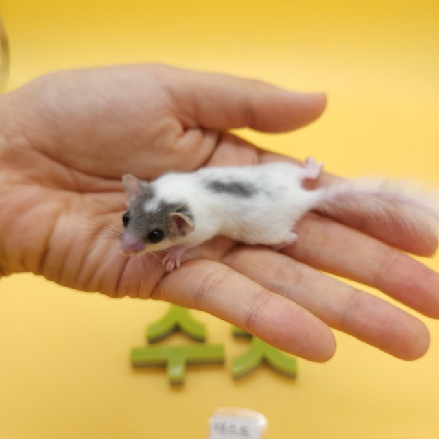 달마시안
