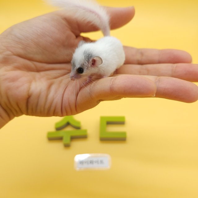 하이 화이트