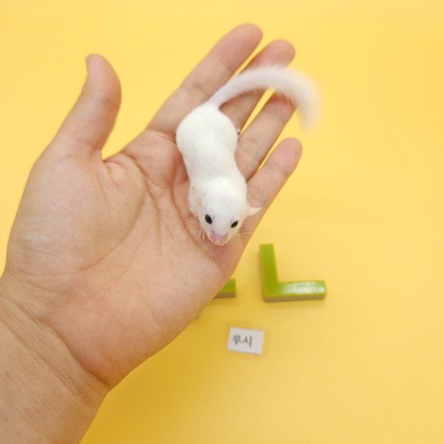 루시스틱