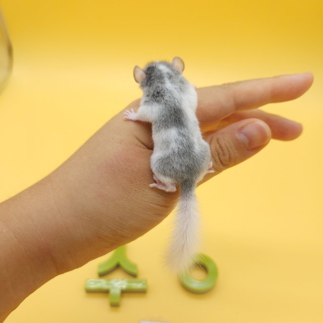 그레이