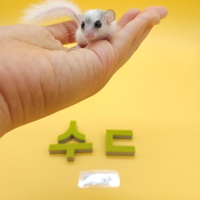 하이 화이트