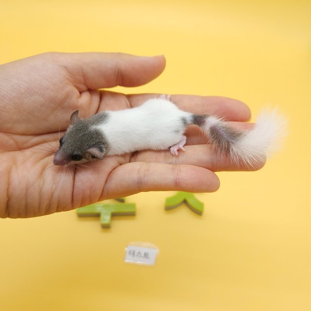 노말