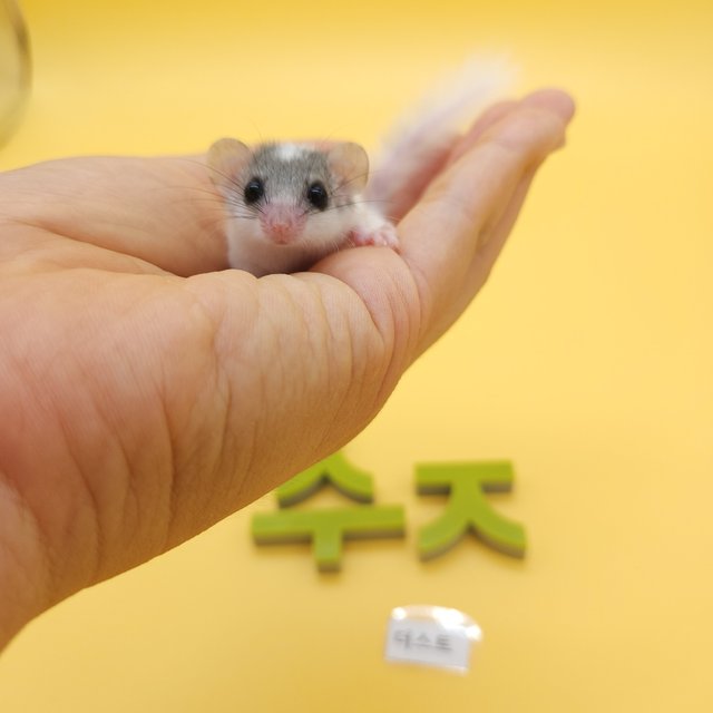 달마시안