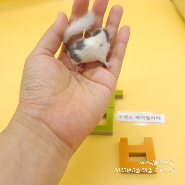 오레오 하이 화이트