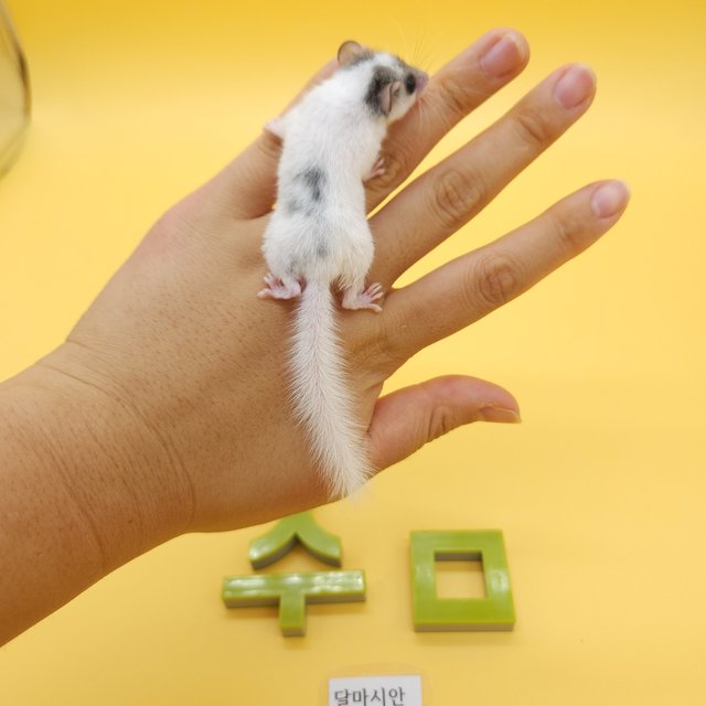 달마시안