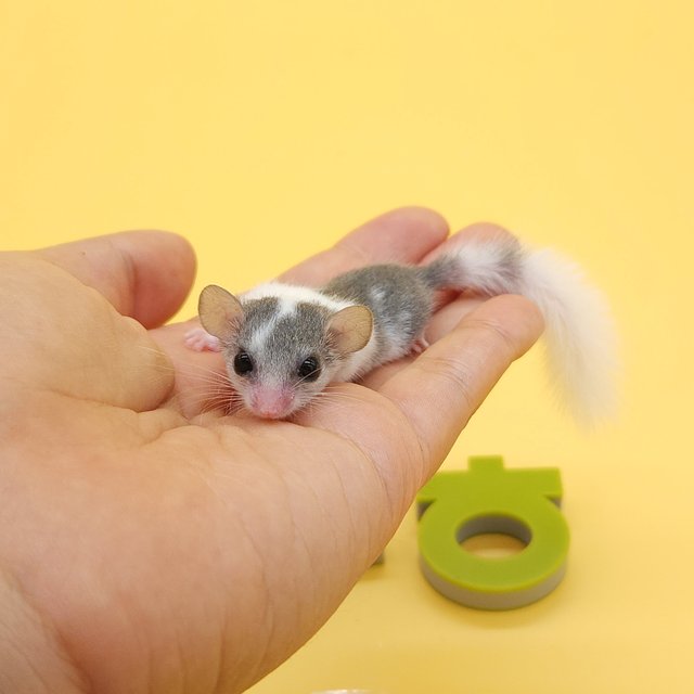 파이드