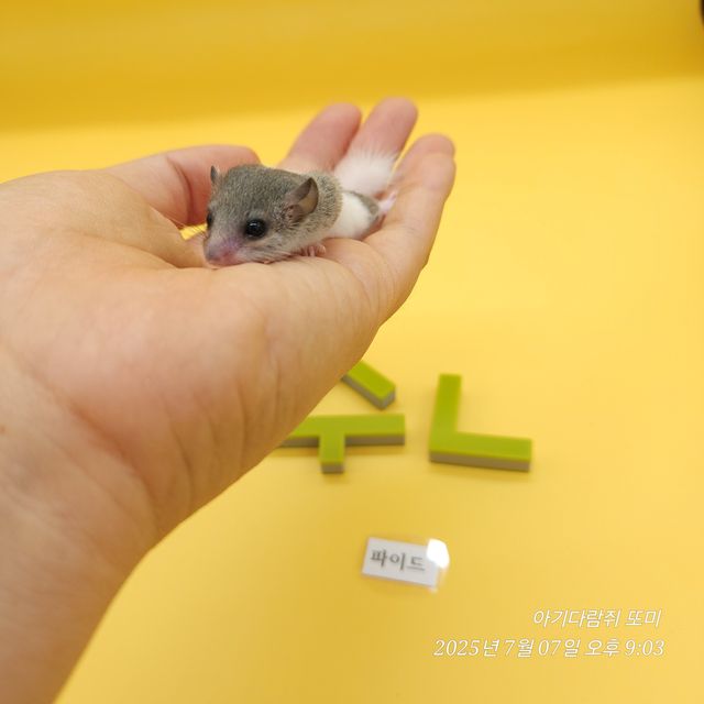 파이드