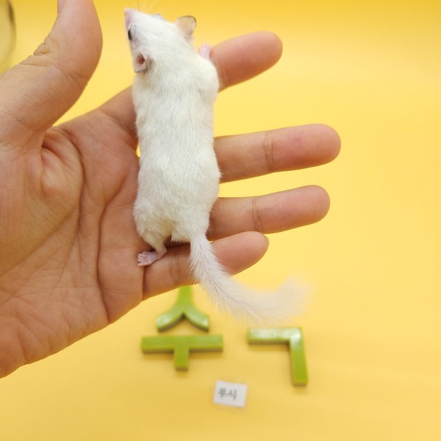 루시스틱