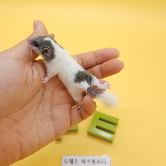 오레오