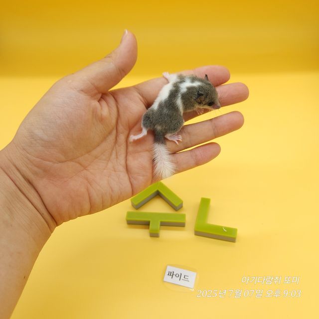 파이드