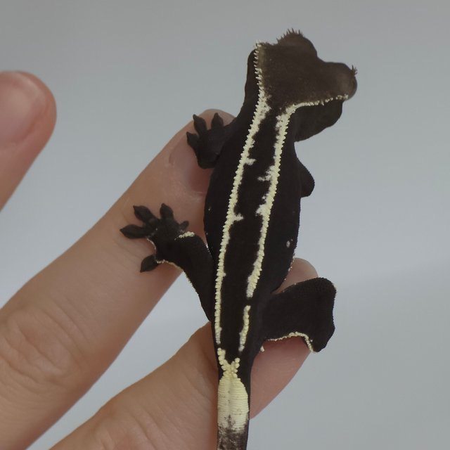 아잔틱 핀스트라이프