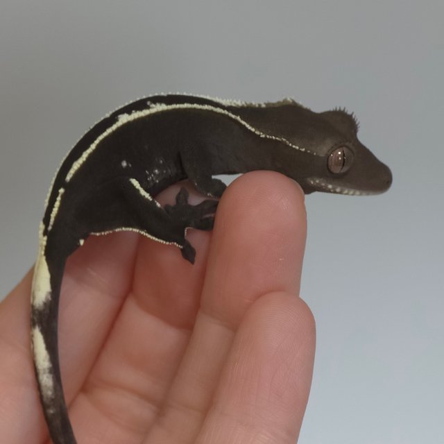 아잔틱 핀스트라이프