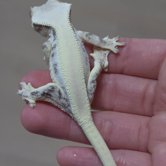 릴리화이트 솔리드백