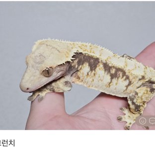 크런치