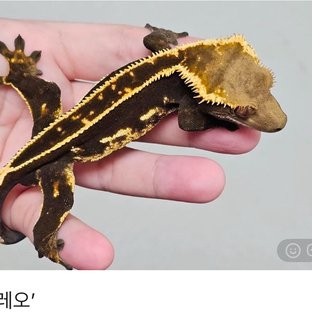 오레오