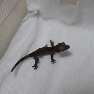 아잔틱
