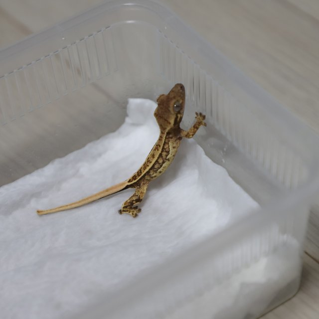 트라이 핀스트라이프 쿼드 풀핀