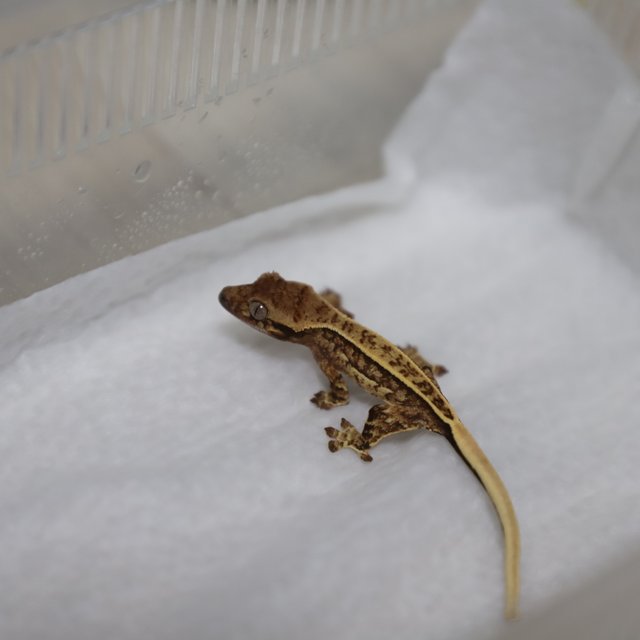 트라이 핀스트라이프 쿼드 풀핀